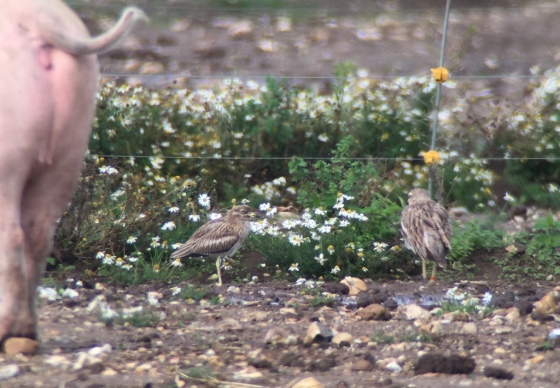 Stone Curlew 3