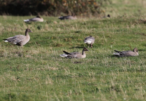 Pink-footed Geese 2